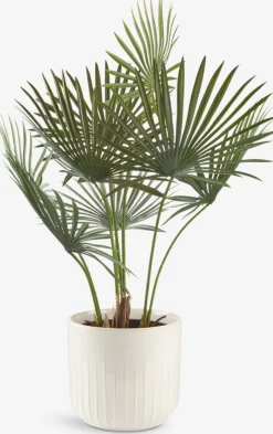 JAKOBPlante artificielle JAKOB H73cm vert