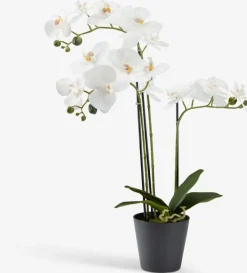 MATINUSPlante artificielle MATINUS H62cm orchidée blanche