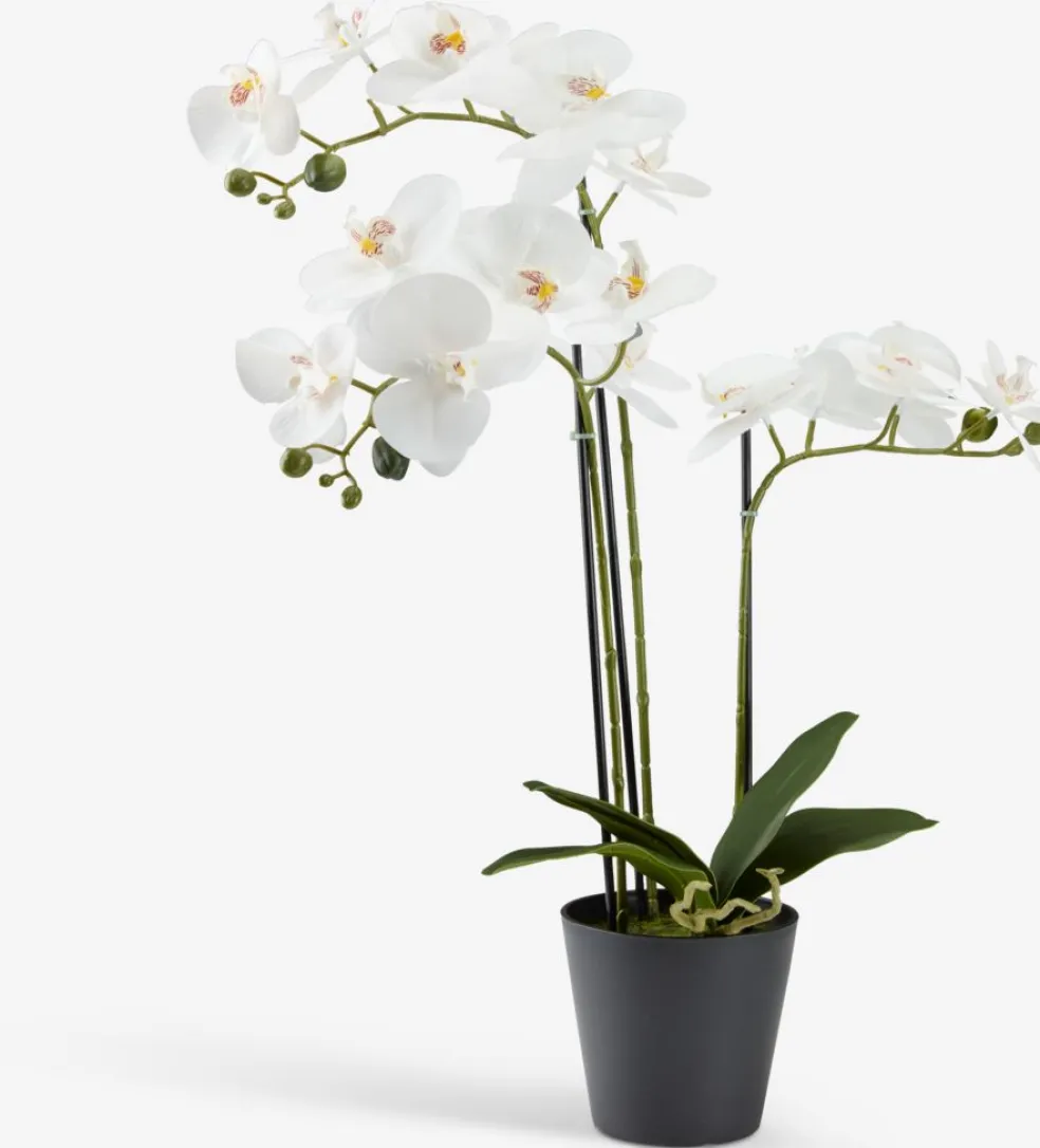 MATINUSPlante artificielle MATINUS H62cm orchidée blanche